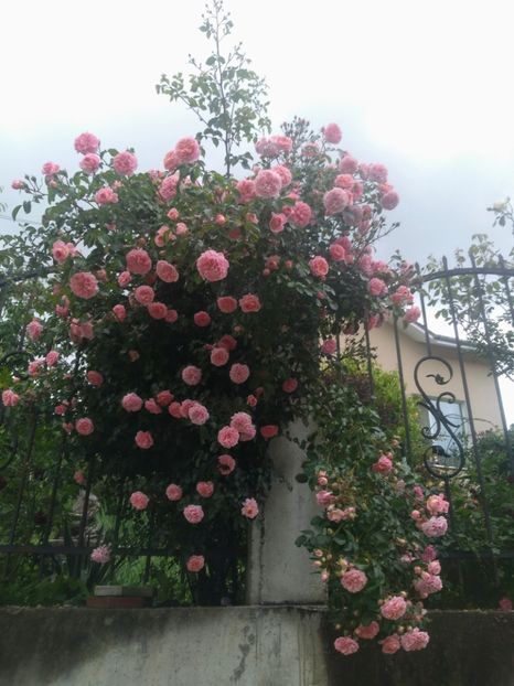  - Gradina iunie 2020