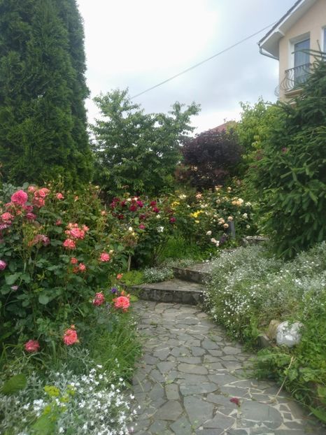  - Gradina iunie 2020