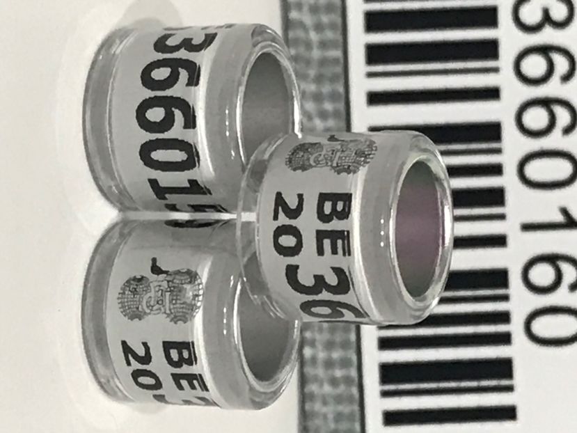 C00133DC-4D8D-4C16-92DF-42A4ACC9CDA3 - Inele FCI SPANIA Olanda Belgia Germania 2020 cu talon