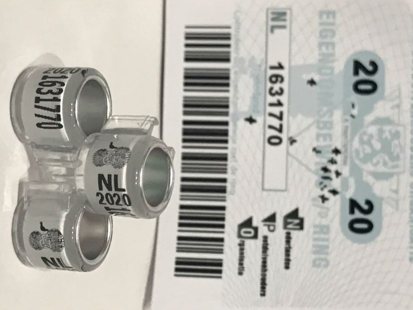 0A0AD99B-CE39-4E10-ADFC-E0554B680769 - Inele FCI SPANIA Olanda Belgia Germania 2020 cu talon