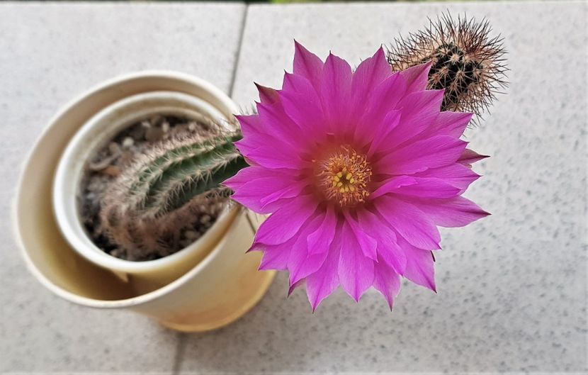  - Cactusi si suculente