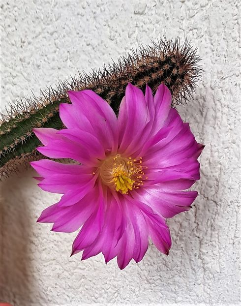  - Cactusi si suculente