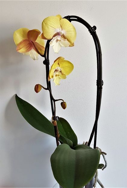  - Phalaenopsis 1