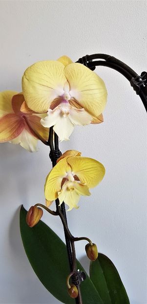  - Phalaenopsis 1