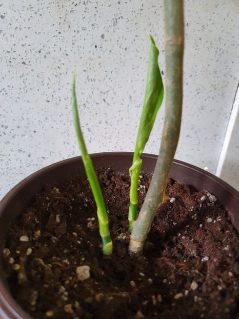  - Aglaonema Pictum Tricolour