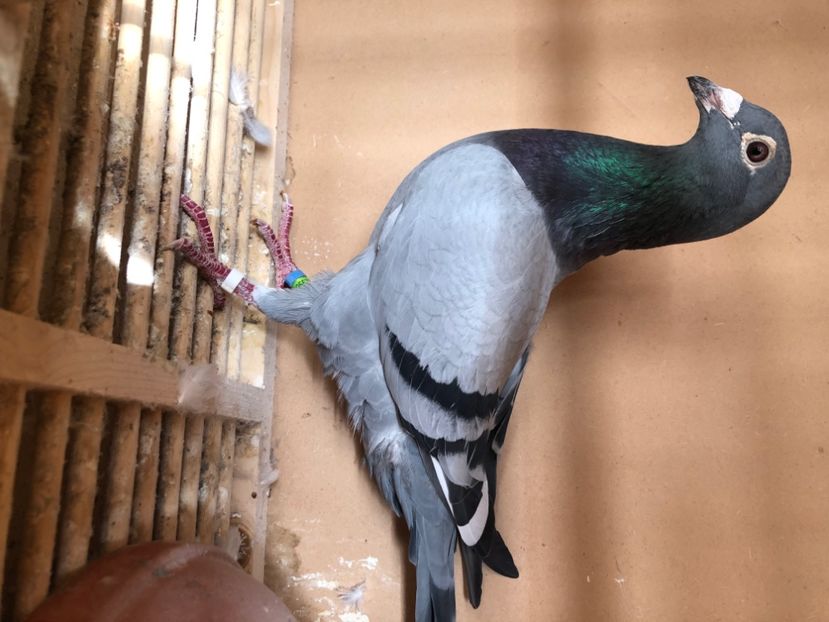 C2AEC9CD-2DE2-465E-BE85-C497AE309616 - Achizitii 2019