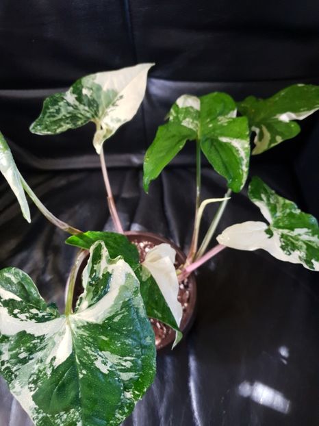  - Syngonium Podophyllum Albo Variegata