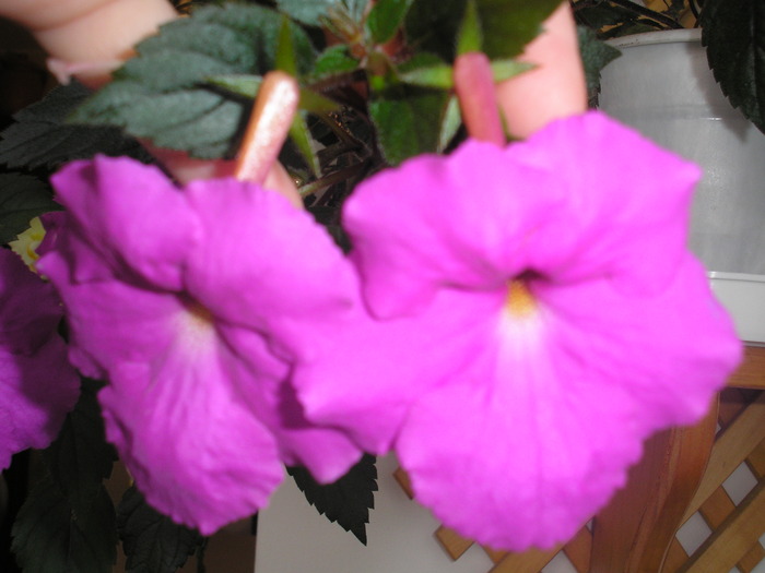 Pulcherrima - ACHIMENES