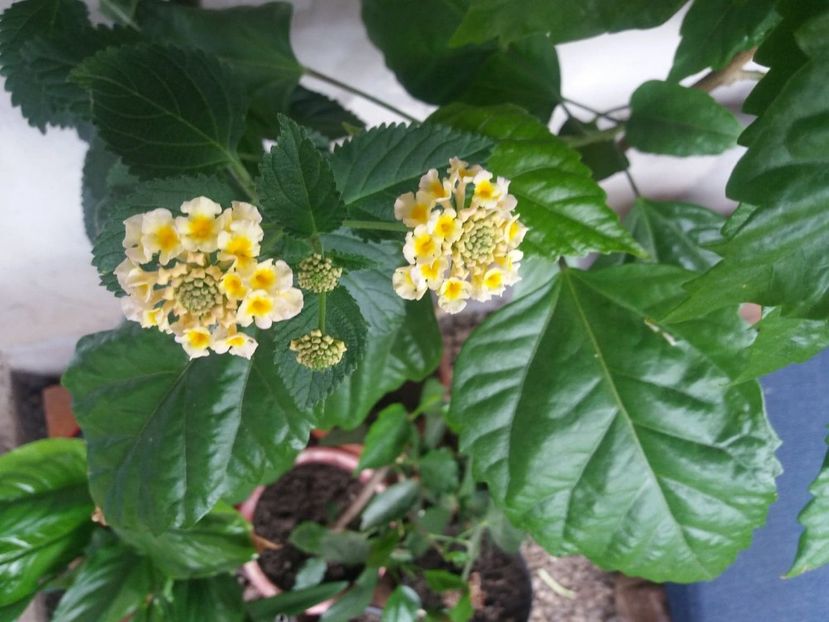 lantana - 2020 flori de camera