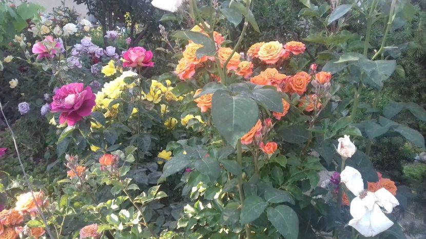  - Trandafiri 2020-2021-2022-2023