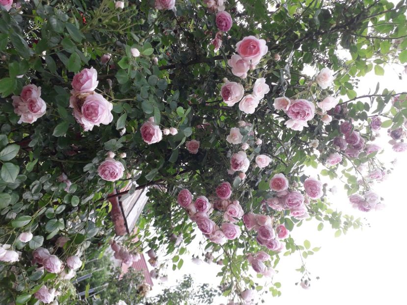  - 00 Trandafiri 2020