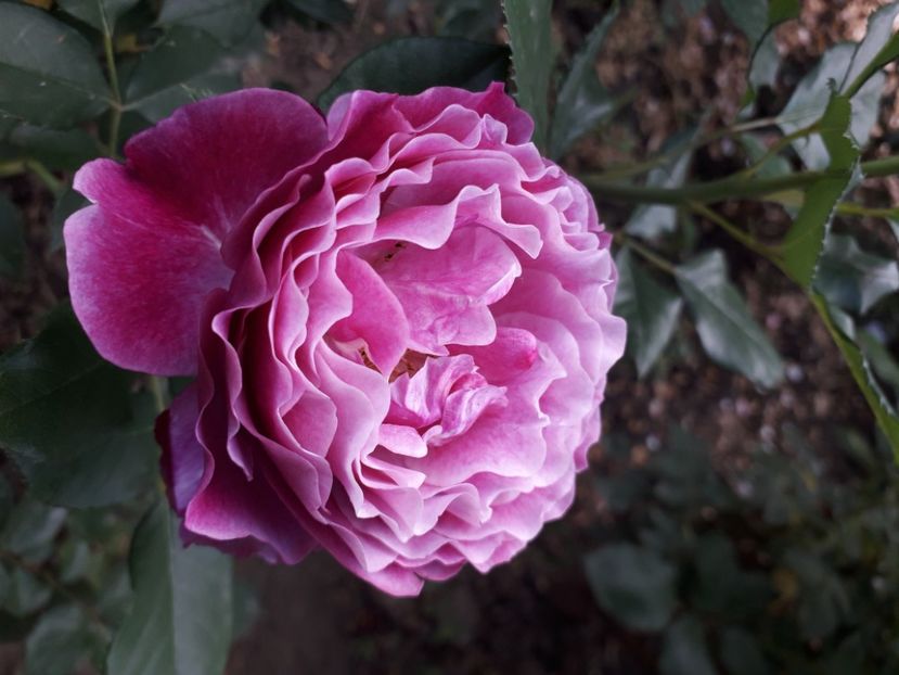  - 00 Trandafiri 2020