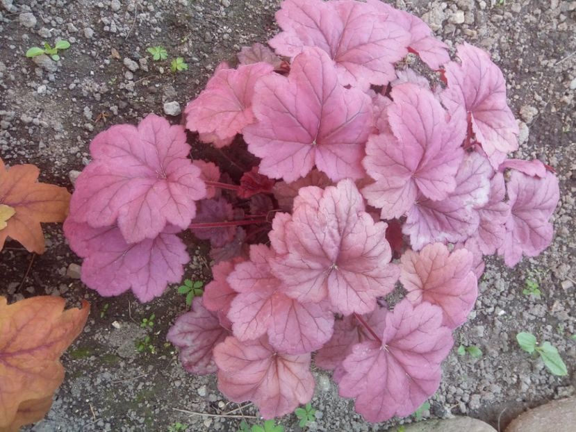  - 0 - HEUCHERA