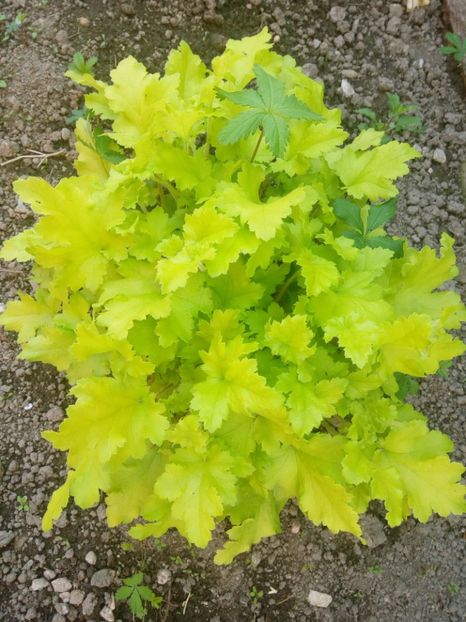  - 0 - HEUCHERA