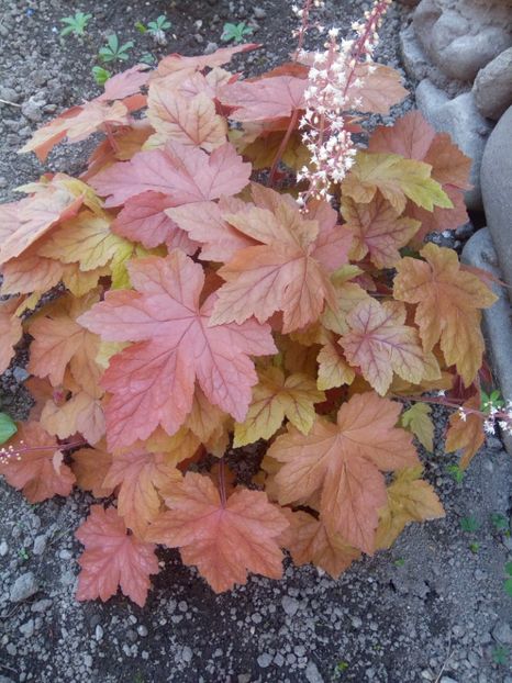  - 0 - HEUCHERA
