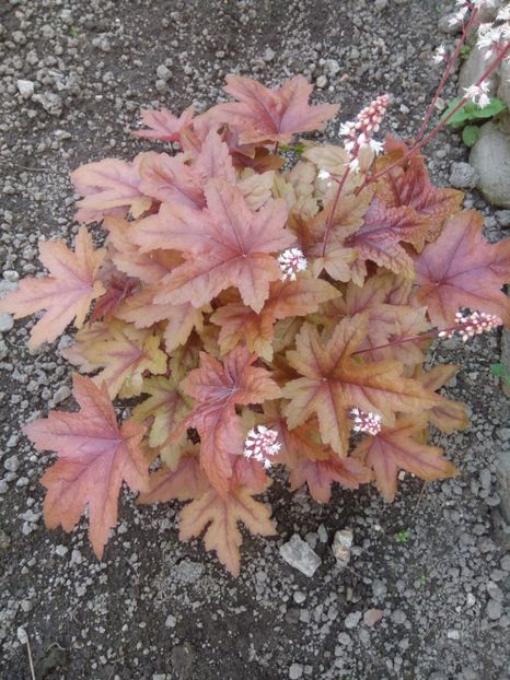  - 0 - HEUCHERA