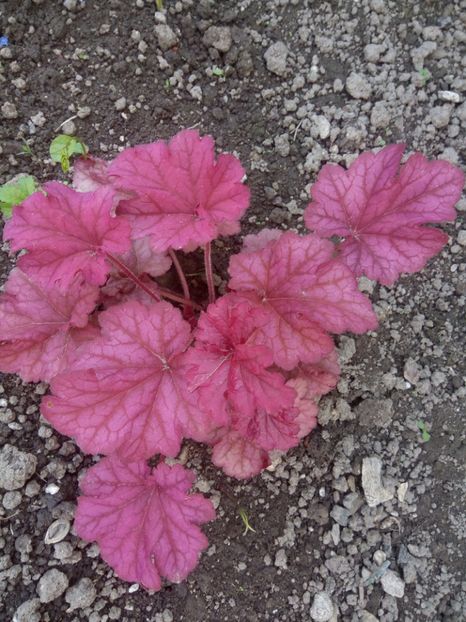  - 0 - HEUCHERA
