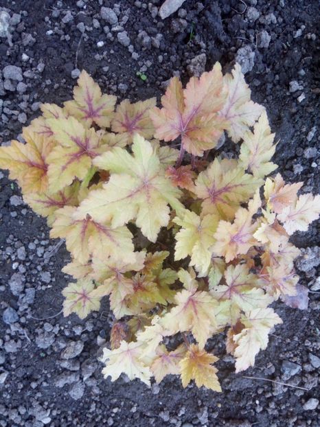  - 0 - HEUCHERA