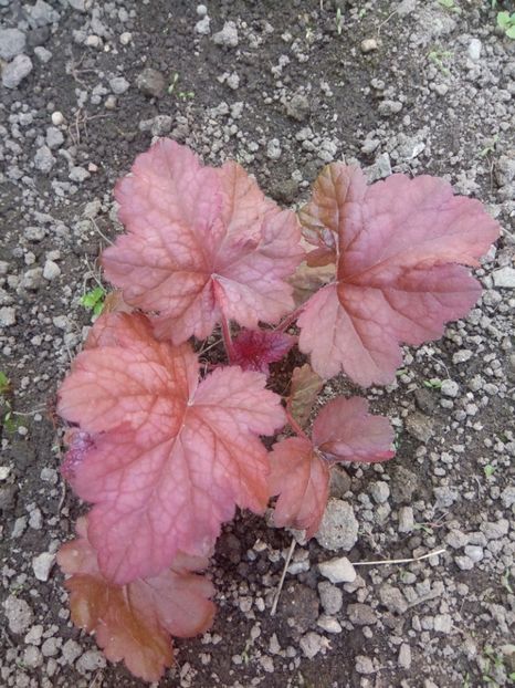  - 0 - HEUCHERA