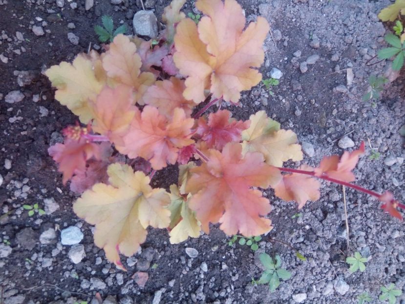  - 0 - HEUCHERA