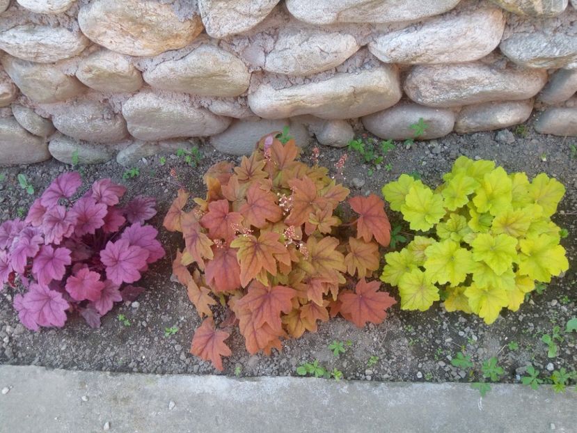 - 0 - HEUCHERA