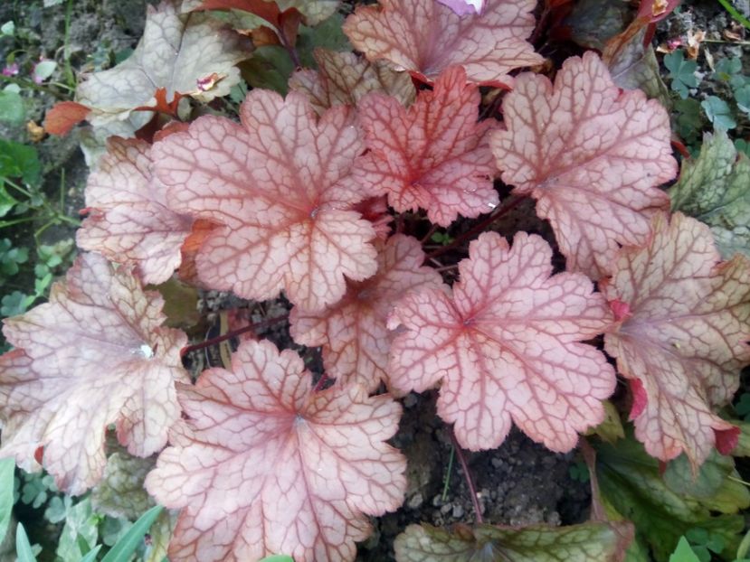  - 0 - HEUCHERA