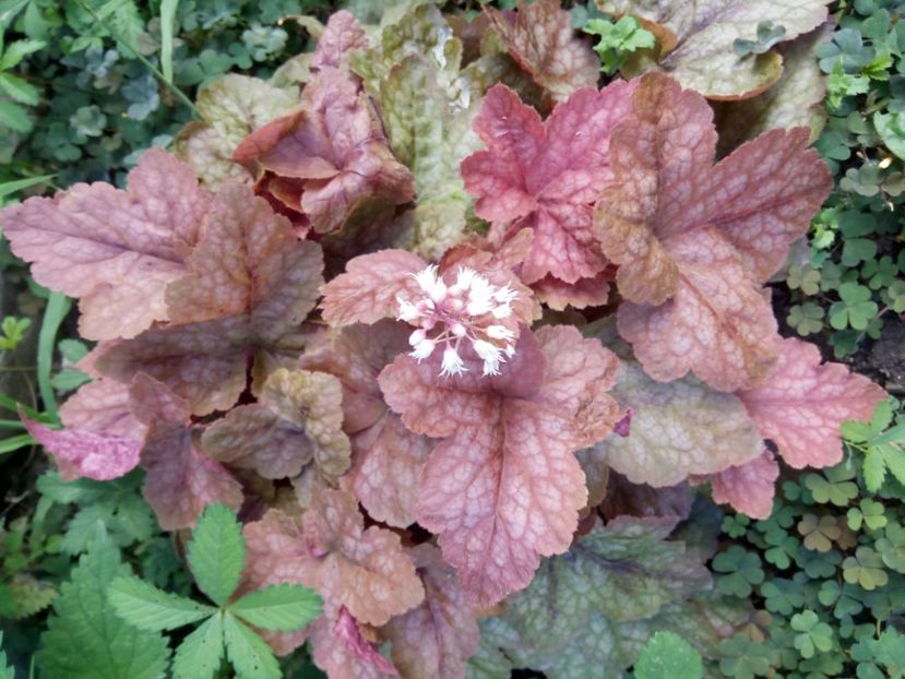  - 0 - HEUCHERA