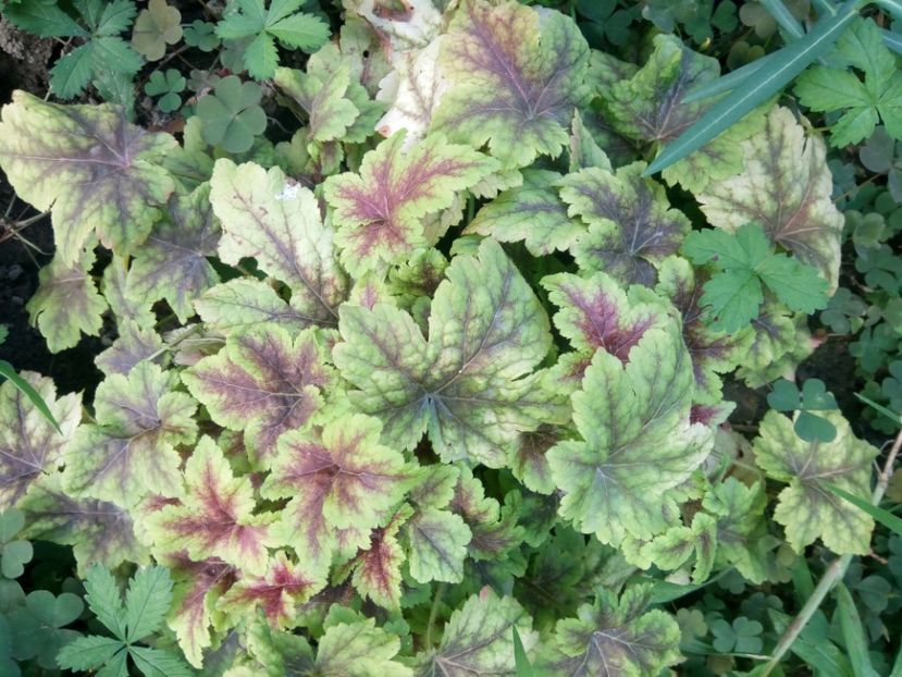  - 0 - HEUCHERA