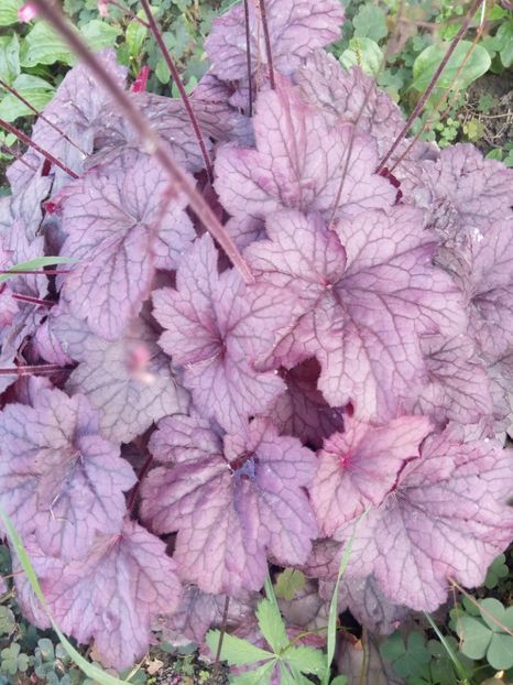  - 0 - HEUCHERA