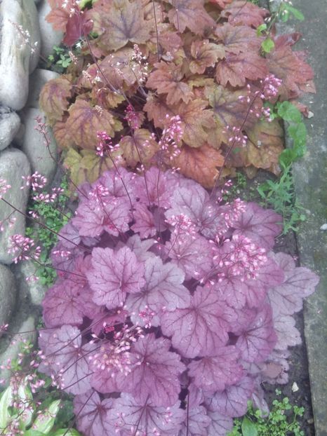  - 0 - HEUCHERA