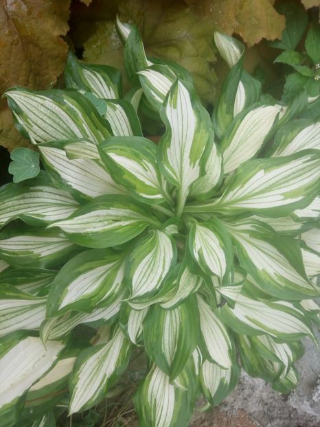 Hosta - 0 - HEUCHERA