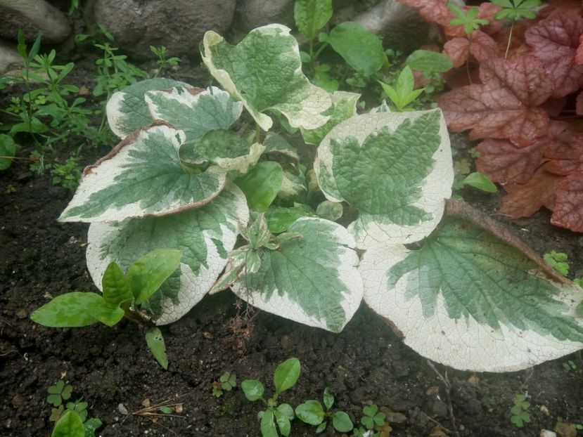 Brunnera de la Mihaella. Multumesc! - 0 - HEUCHERA