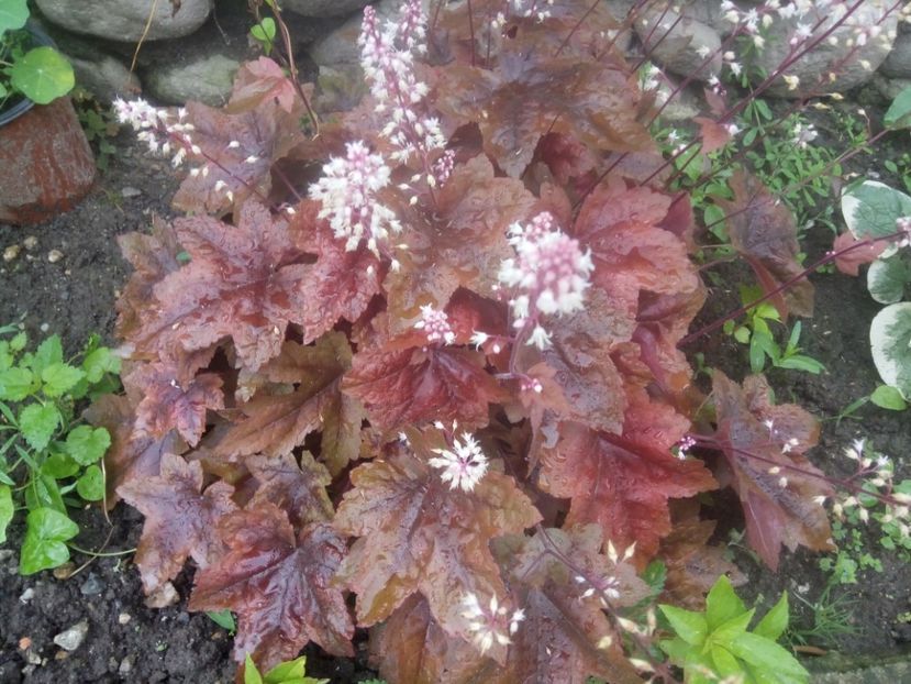  - 0 - HEUCHERA