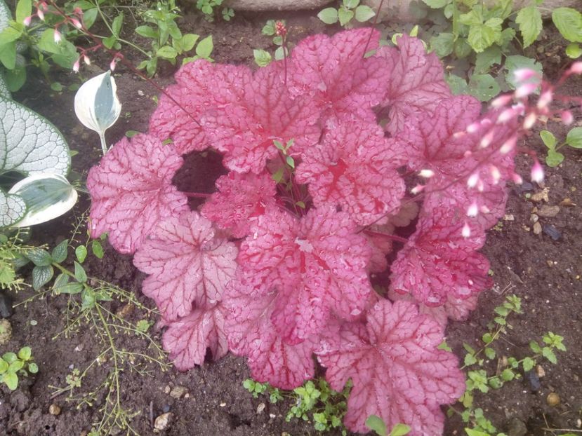  - 0 - HEUCHERA