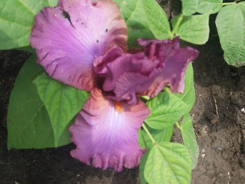  - Irisi infloriti in 2020