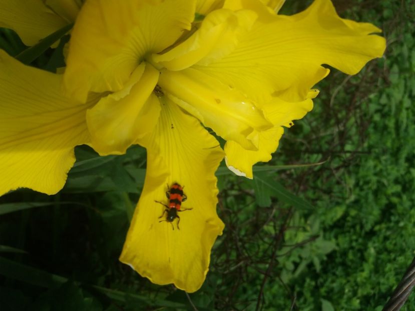  - Irisi infloriti in 2020