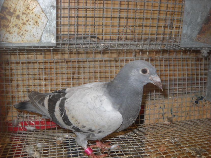  - UNDEVA IN SUCEAVA arhiva