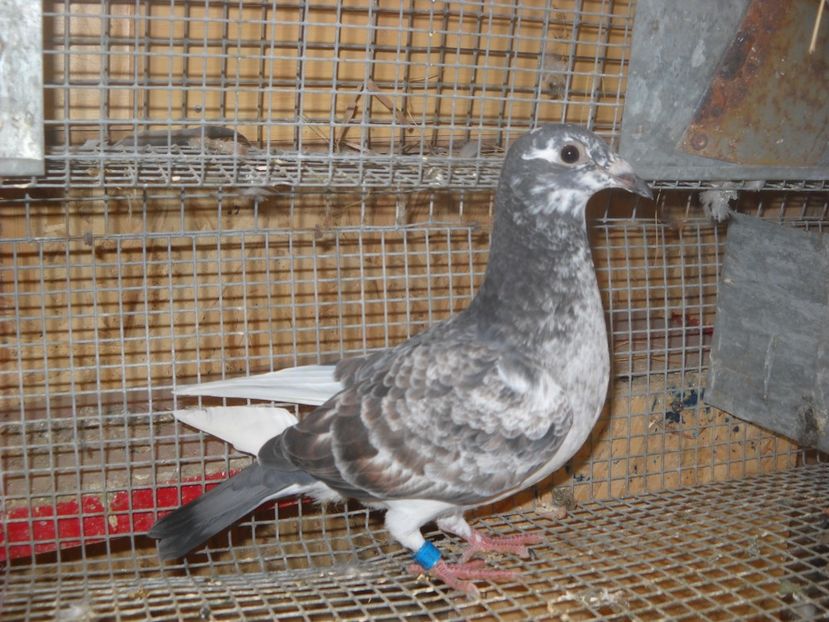  - UNDEVA IN SUCEAVA arhiva