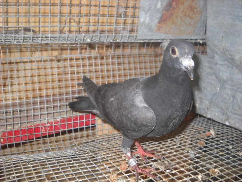  - PORUMBEI VANDUTI 2