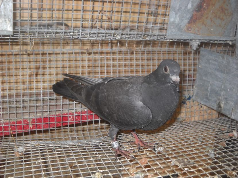  - UNDEVA IN SUCEAVA arhiva