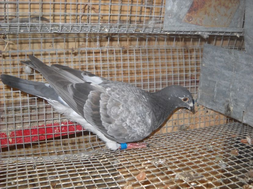  - UNDEVA IN SUCEAVA arhiva