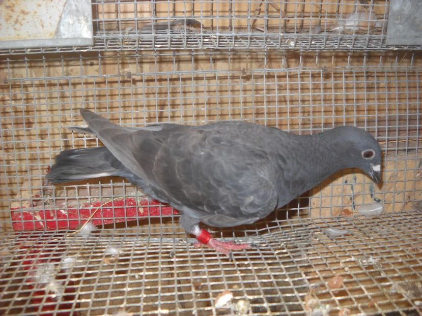  - UNDEVA IN SUCEAVA arhiva