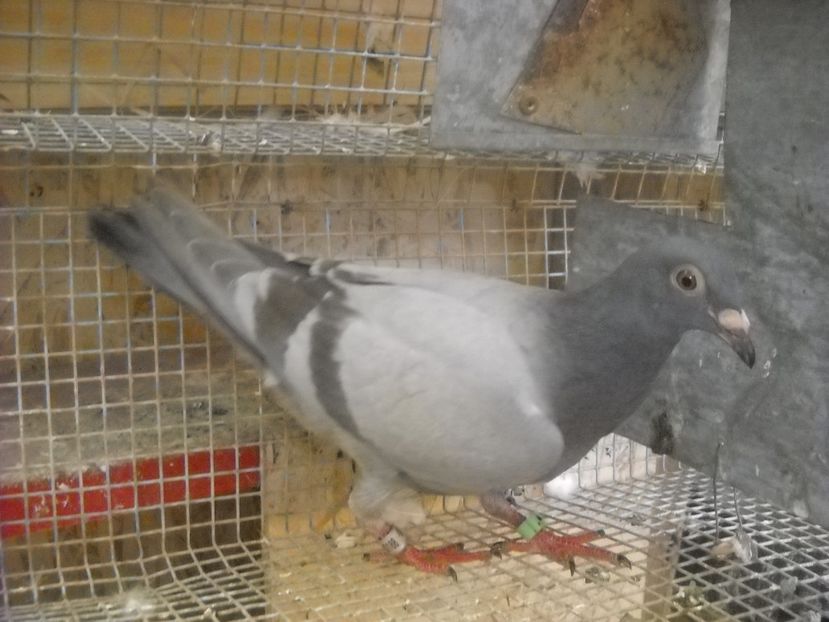  - UNDEVA IN SUCEAVA arhiva