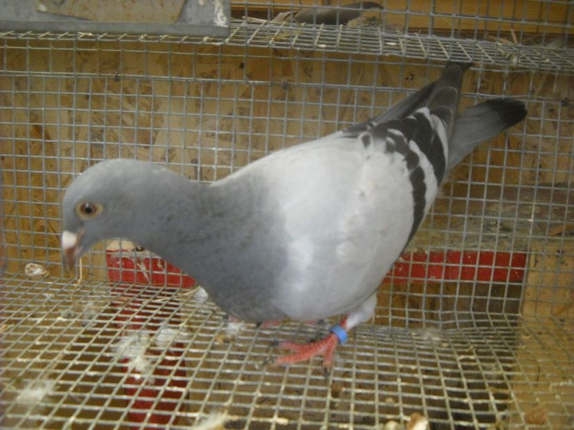  - UNDEVA IN SUCEAVA arhiva