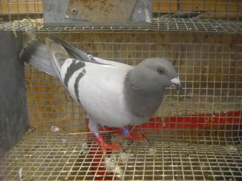  - PORUMBEI VANDUTI 2