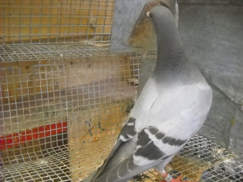  - UNDEVA IN SUCEAVA arhiva