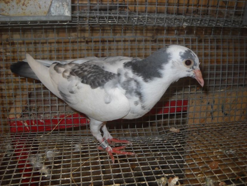  - PORUMBEI VANDUTI 2