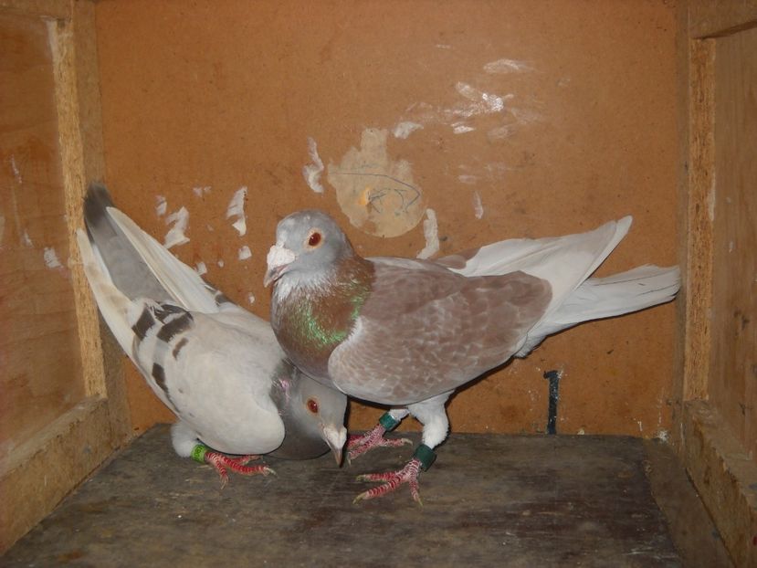  - UNDEVA IN SUCEAVA arhiva