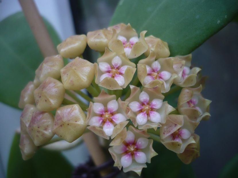 P1440505 - HOYA 2020-1