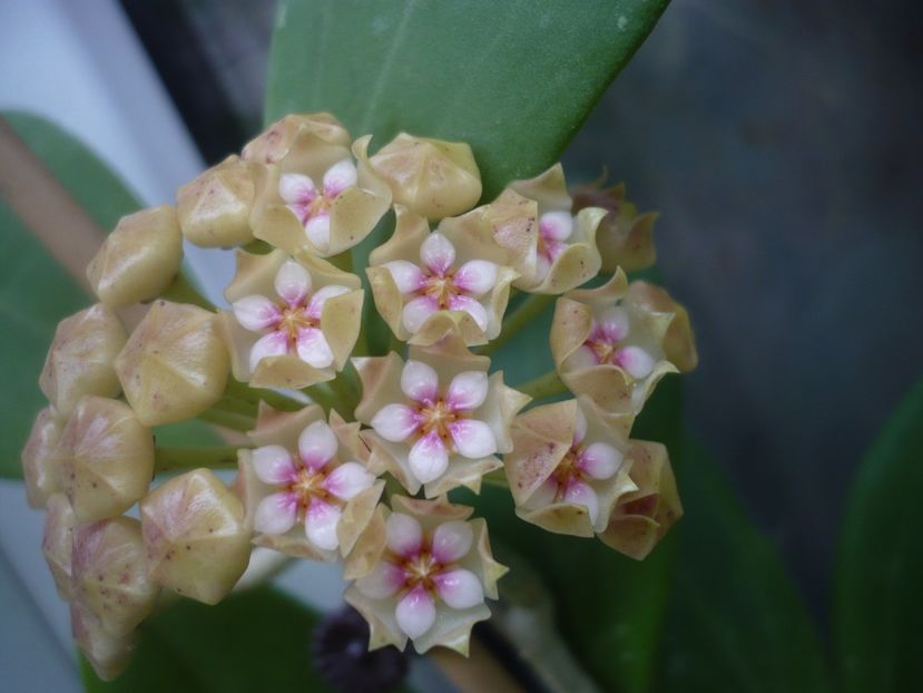 P1440506 - HOYA 2020-1